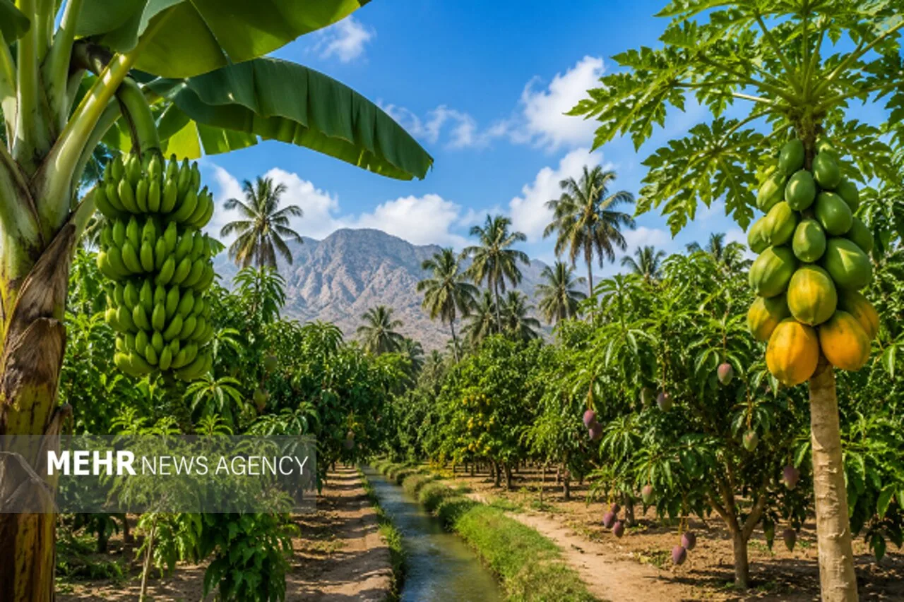 سیستان و بلوچستان بهشت میوههای استوایی؛ غفلت از ظرفیت اقتصاد کشاورزی سیستان و بلوچستان بهشت میوههای استوایی؛ غفلت از ظرفیت اقتصاد کشاورزی